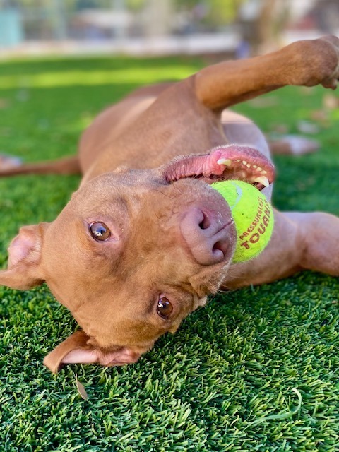 Boomer, an adoptable Pit Bull Terrier, Boxer in Chico, CA, 95928 | Photo Image 3