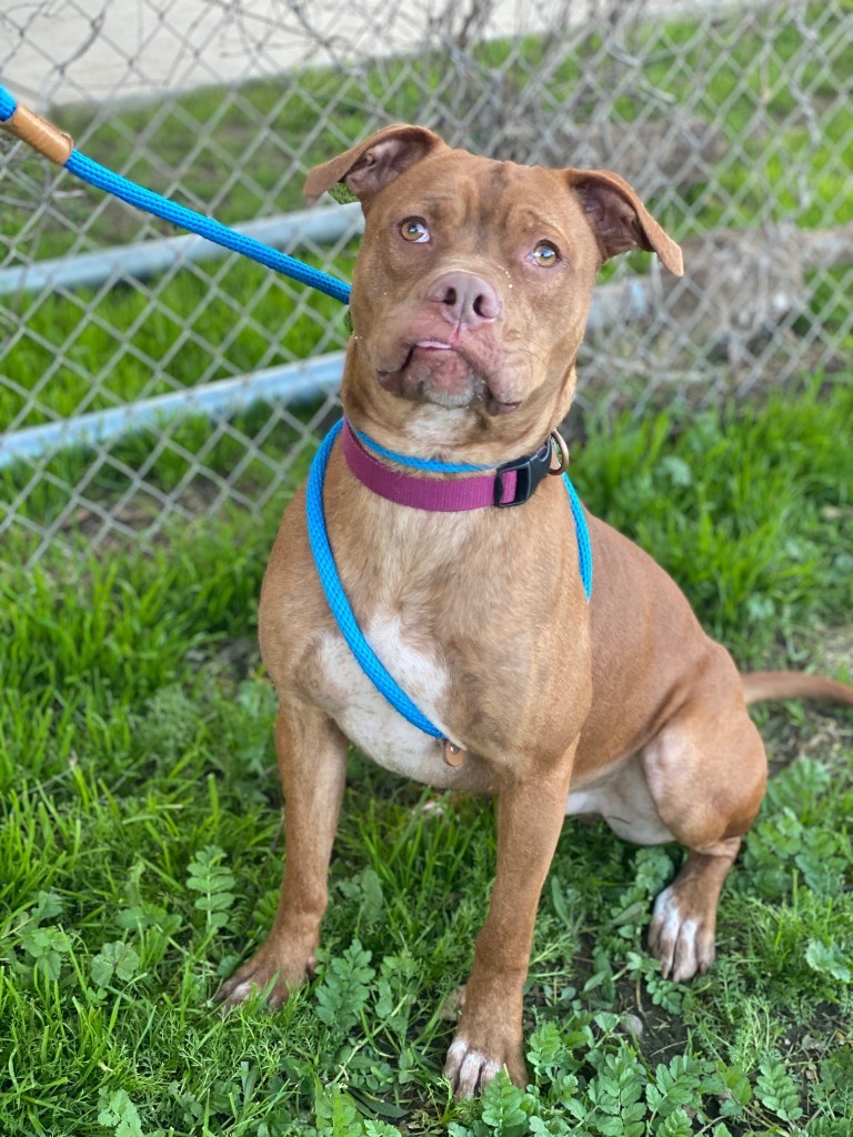 Boomer, an adoptable Pit Bull Terrier, Boxer in Chico, CA, 95928 | Photo Image 4