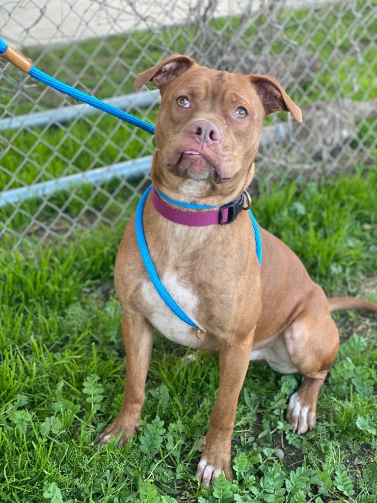 Boomer, an adoptable Pit Bull Terrier, Boxer in Chico, CA, 95928 | Photo Image 4
