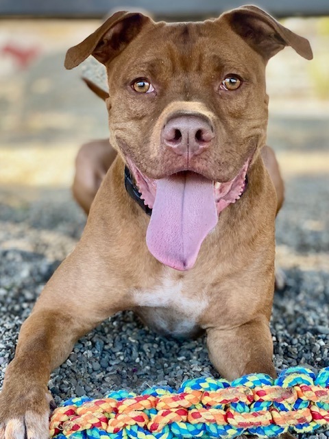 Boomer, an adoptable Pit Bull Terrier, Boxer in Chico, CA, 95928 | Photo Image 4
