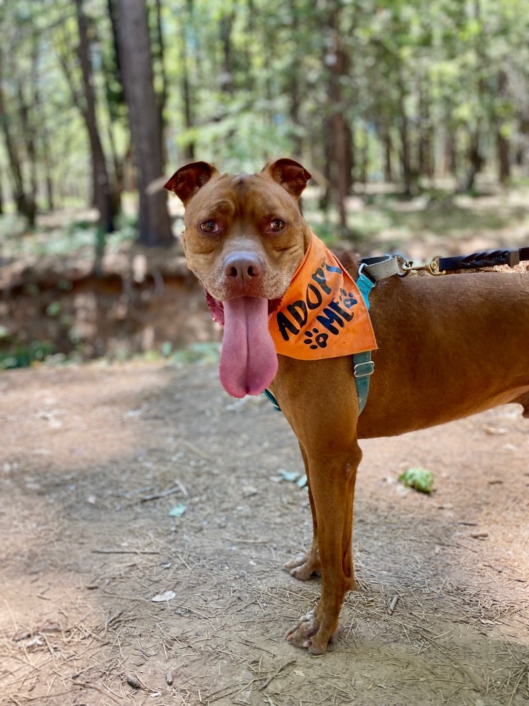 Boomer, an adoptable Pit Bull Terrier, Boxer in Chico, CA, 95928 | Photo Image 5