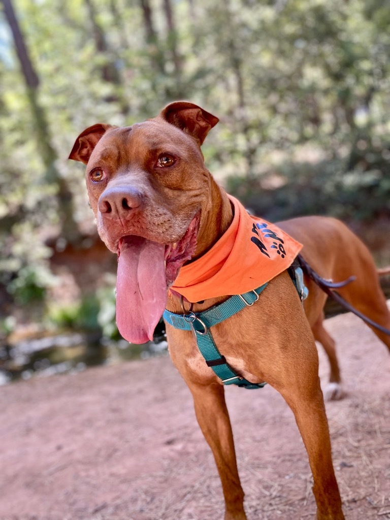 Boomer, an adoptable Pit Bull Terrier, Boxer in Chico, CA, 95928 | Photo Image 6