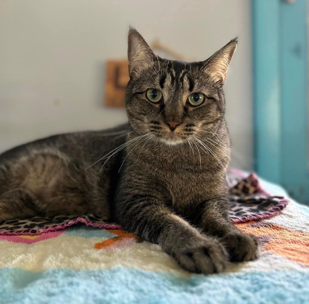 Kingsley, an adoptable Domestic Short Hair in Hampton, VA, 23663 | Photo Image 1