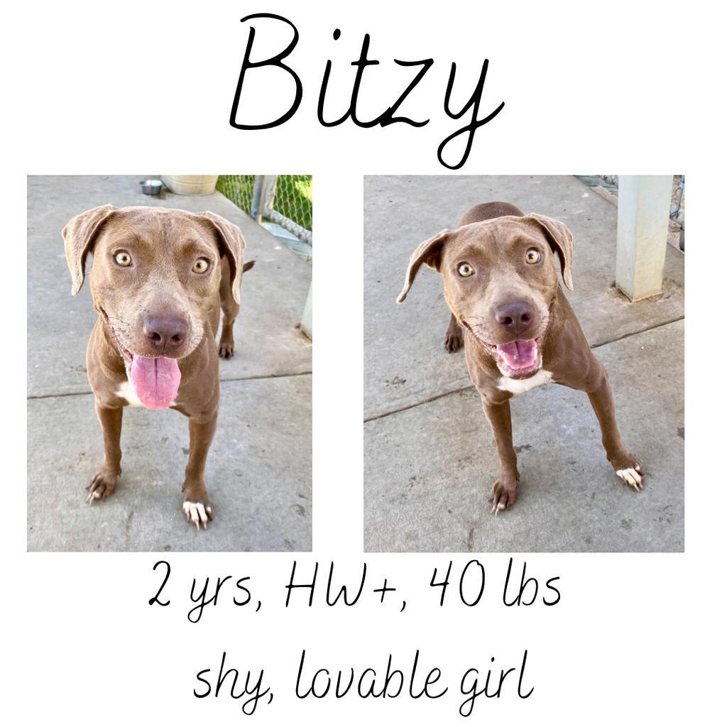 Bitzy