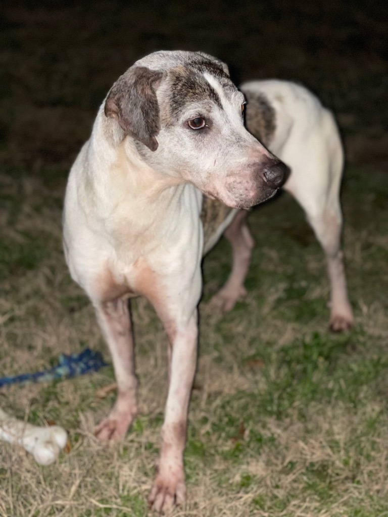 Chopper, an adoptable Pointer in Gilmer, TX, 75644 | Photo Image 1