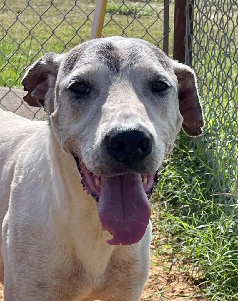Chopper, an adoptable Pointer in Gilmer, TX, 75644 | Photo Image 1