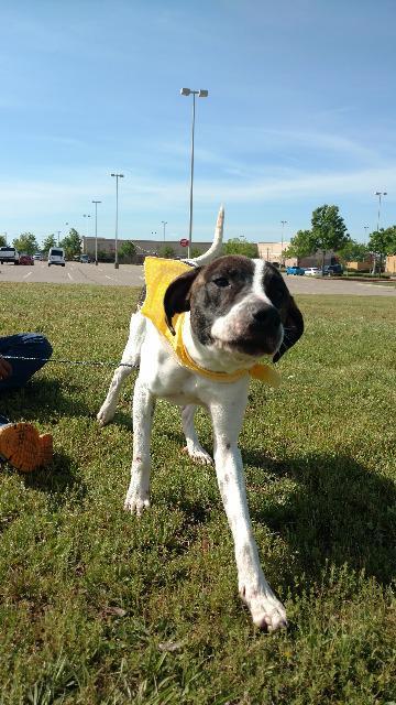 Chopper, an adoptable Pointer in Gilmer, TX, 75644 | Photo Image 2