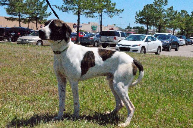 Chopper, an adoptable Pointer in Gilmer, TX, 75644 | Photo Image 3