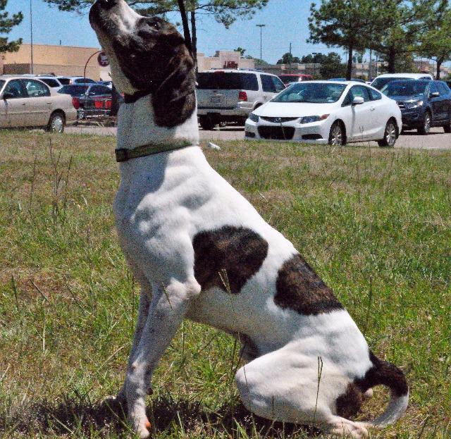 Chopper, an adoptable Pointer in Gilmer, TX, 75644 | Photo Image 4