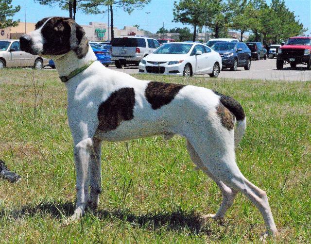 Chopper, an adoptable Pointer in Gilmer, TX, 75644 | Photo Image 5