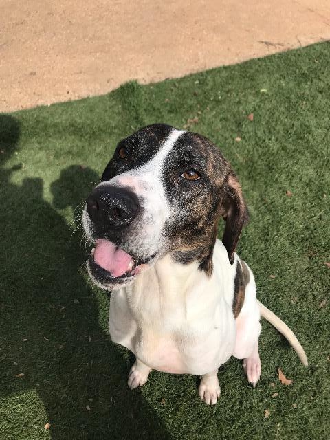 Chopper, an adoptable Pointer in Gilmer, TX, 75644 | Photo Image 6