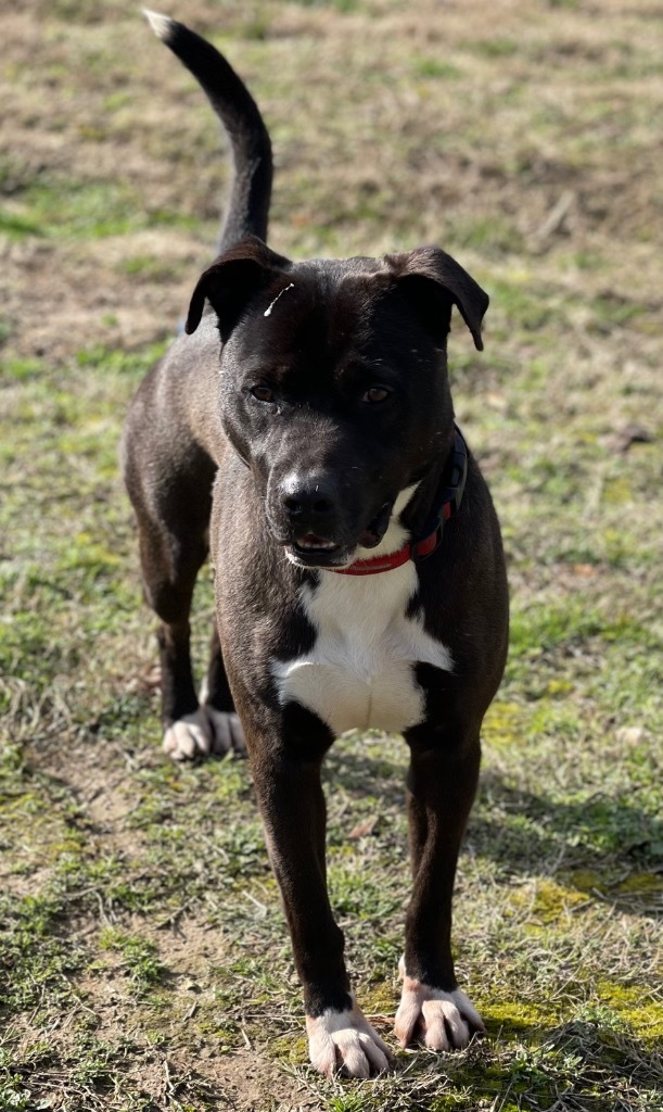 Mike, an adoptable Labrador Retriever in Gilmer, TX, 75644 | Photo Image 1