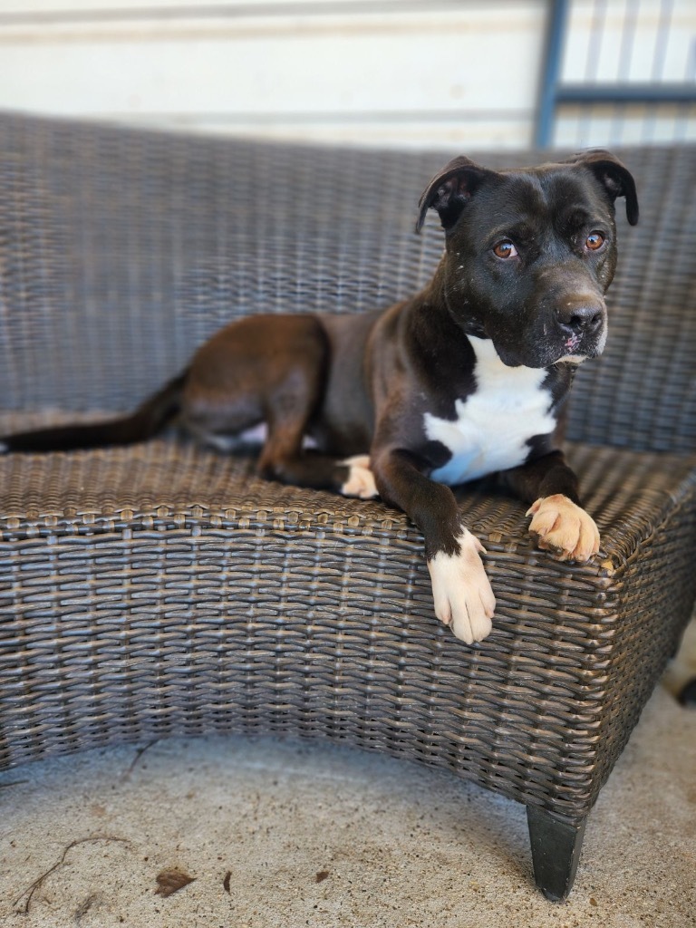 Mike, an adoptable Labrador Retriever in Gilmer, TX, 75644 | Photo Image 1