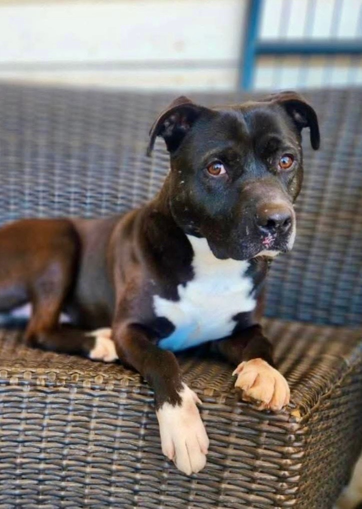 Mike, an adoptable Labrador Retriever in Gilmer, TX, 75644 | Photo Image 1