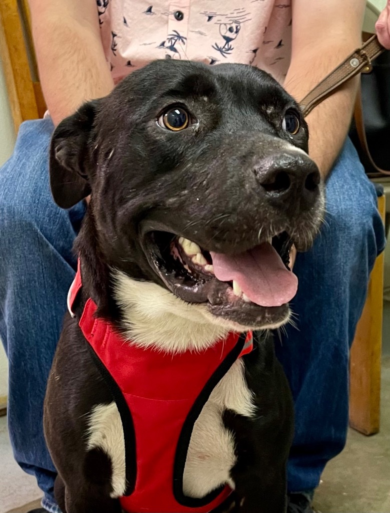 Mike, an adoptable Labrador Retriever in Gilmer, TX, 75644 | Photo Image 2