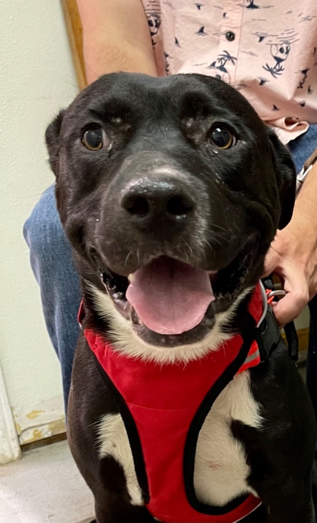 Mike, an adoptable Labrador Retriever in Gilmer, TX, 75644 | Photo Image 4