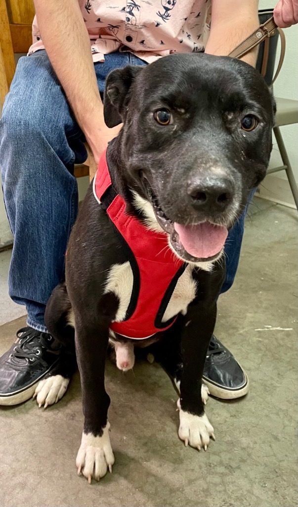 Mike, an adoptable Labrador Retriever in Gilmer, TX, 75644 | Photo Image 5