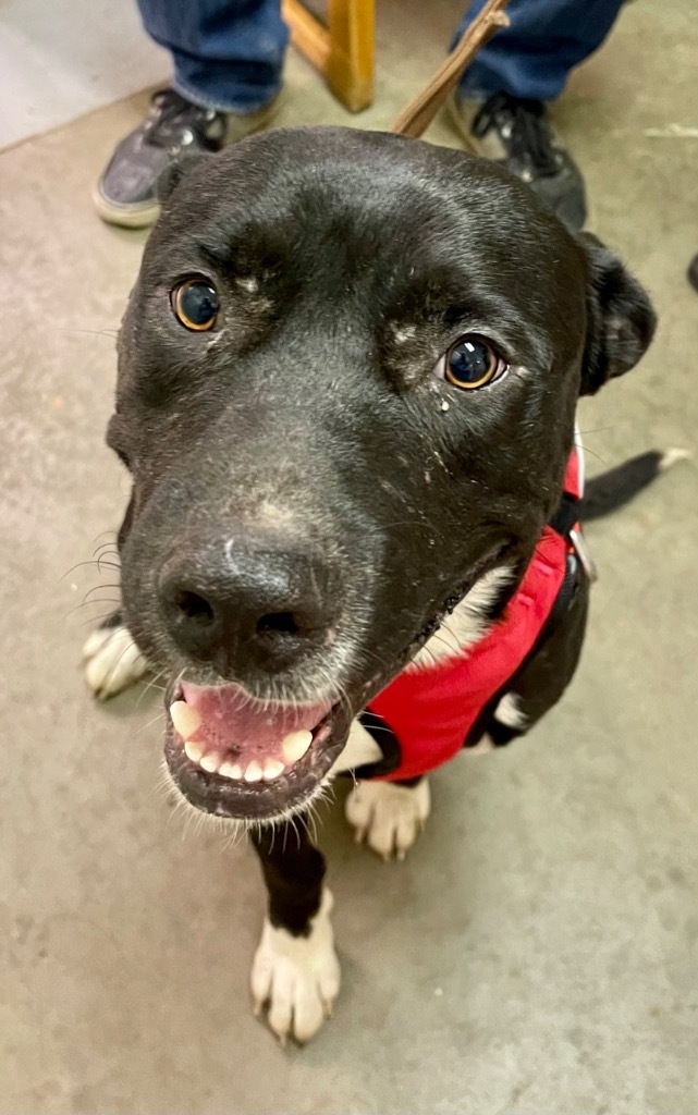 Mike, an adoptable Labrador Retriever in Gilmer, TX, 75644 | Photo Image 6