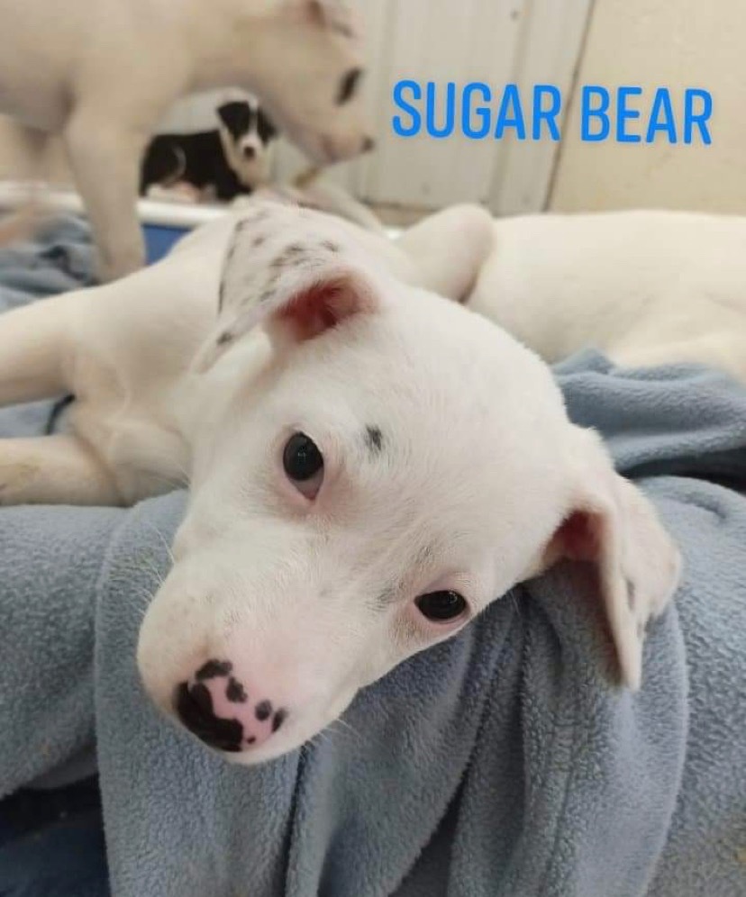 Sugar Bear