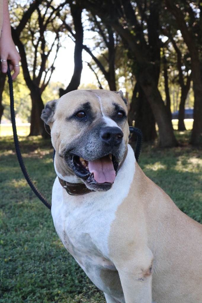 Rip 20190905, an adoptable Mastiff & American Bulldog Mix in Clifton, TX_image-2