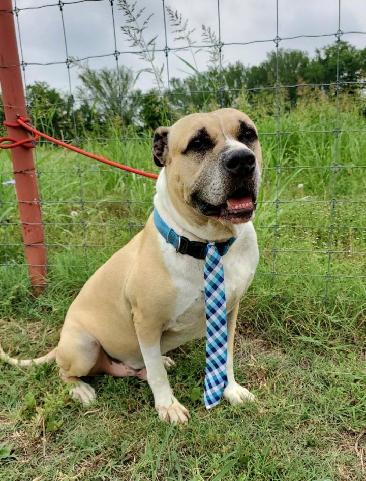 Rip 20190905, an adoptable Mastiff & American Bulldog Mix in Clifton, TX_image-3