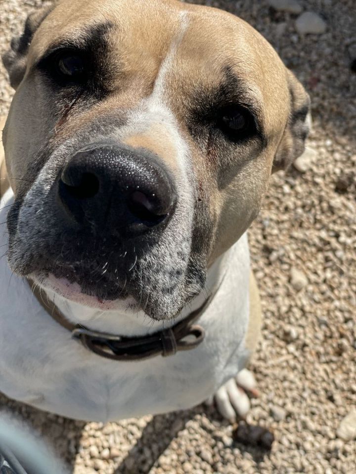 Rip 20190905, an adoptable Mastiff & American Bulldog Mix in Clifton, TX_image-1