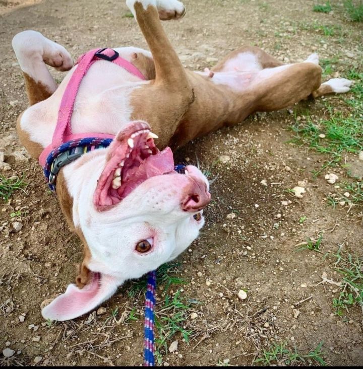 Dottie, an adoptable Pit Bull Terrier in Clifton, TX_image-1