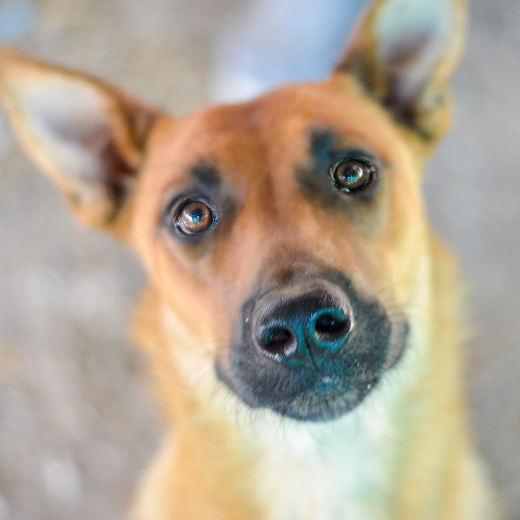 Pink, an adoptable Belgian Shepherd / Malinois in Quinlan, TX, 75474 | Photo Image 1