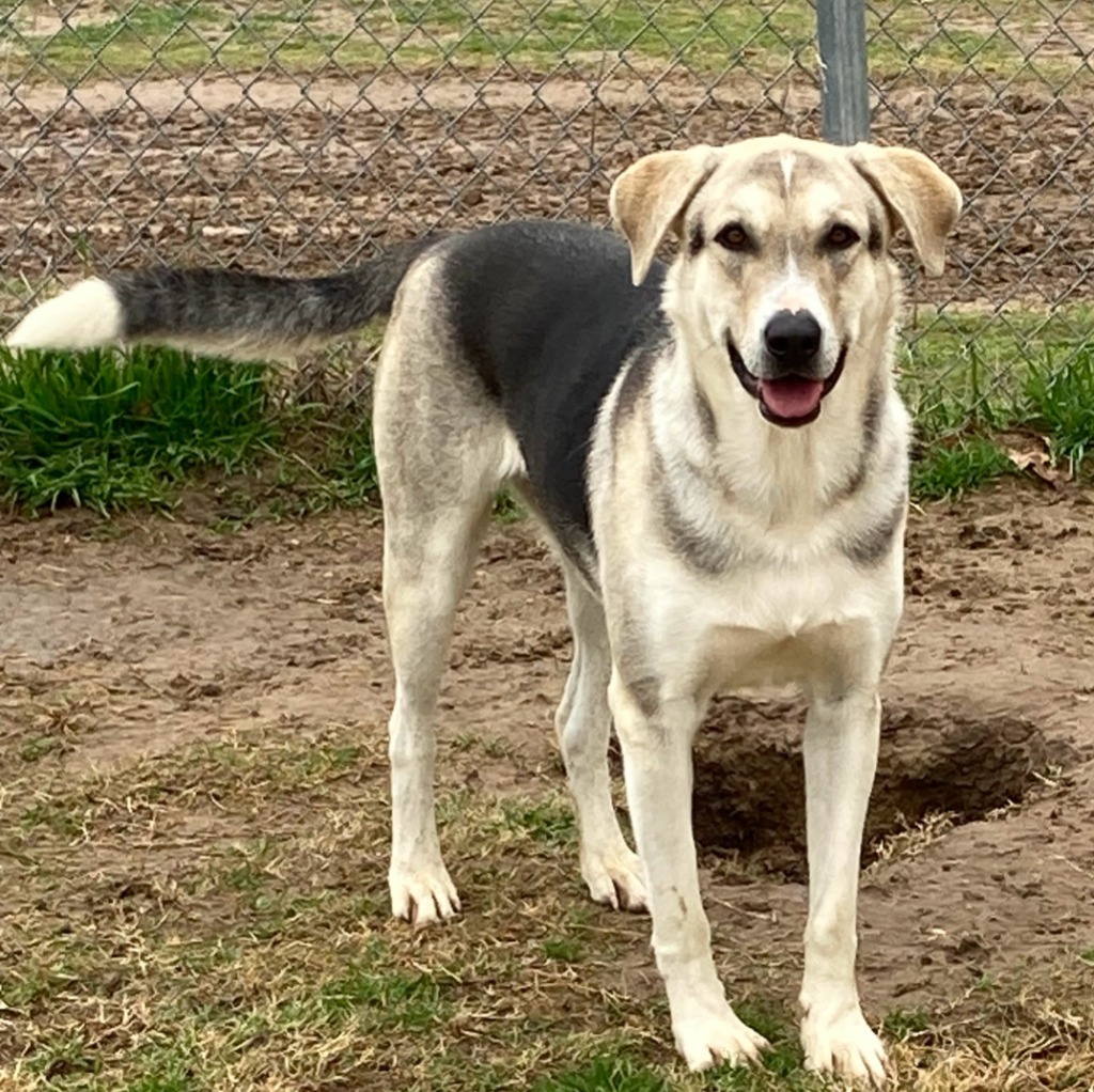 Mindy, an adoptable Husky, Hound in Quinlan, TX, 75474 | Photo Image 1