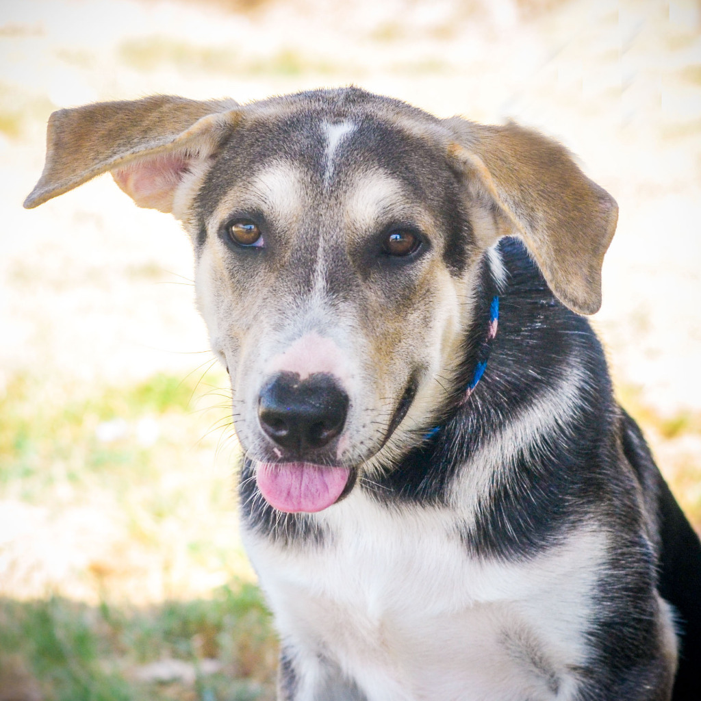 Mindy, an adoptable Husky, Hound in Quinlan, TX, 75474 | Photo Image 3