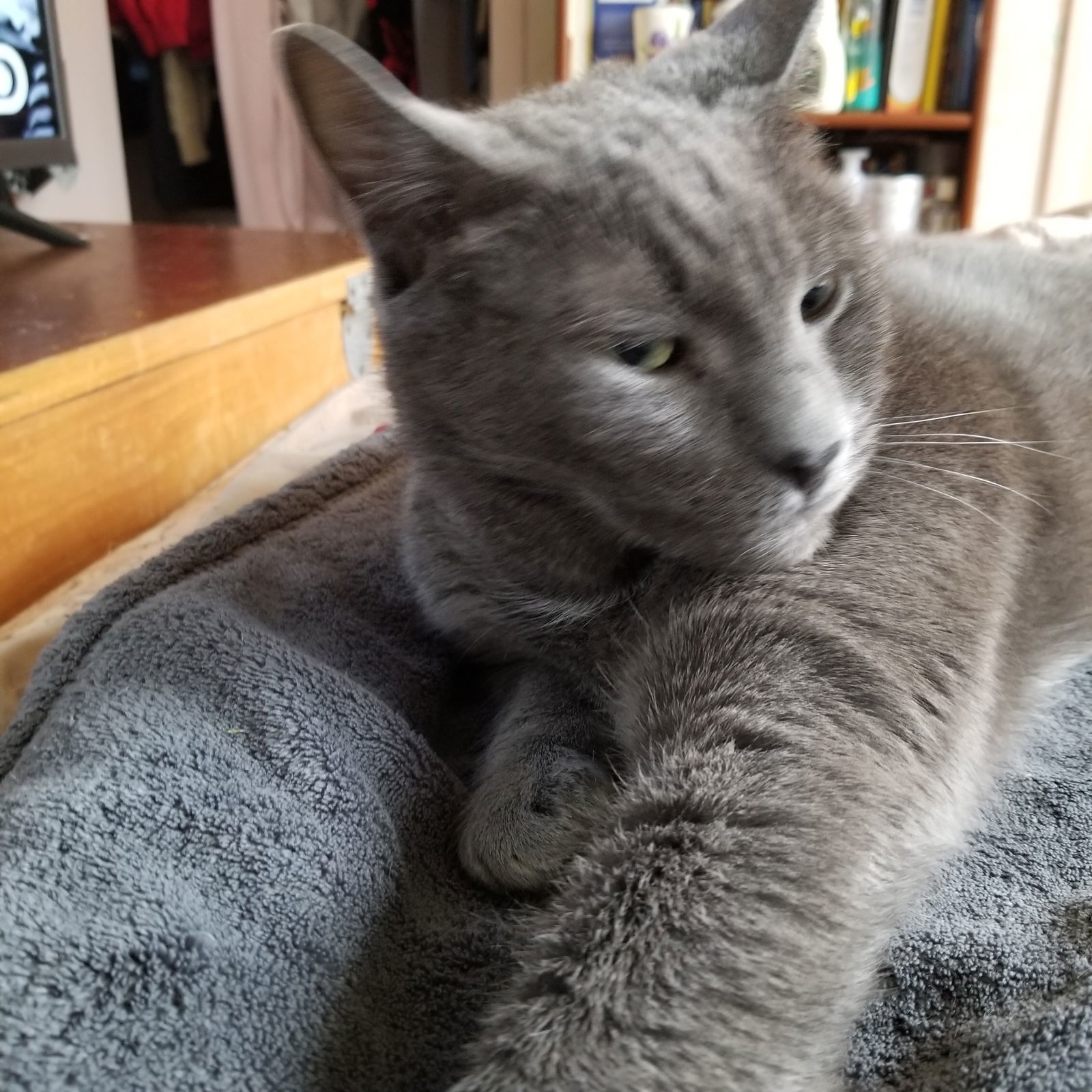 BUDDY, an adoptable Domestic Short Hair in Northfield, OH, 44056 | Photo Image 1