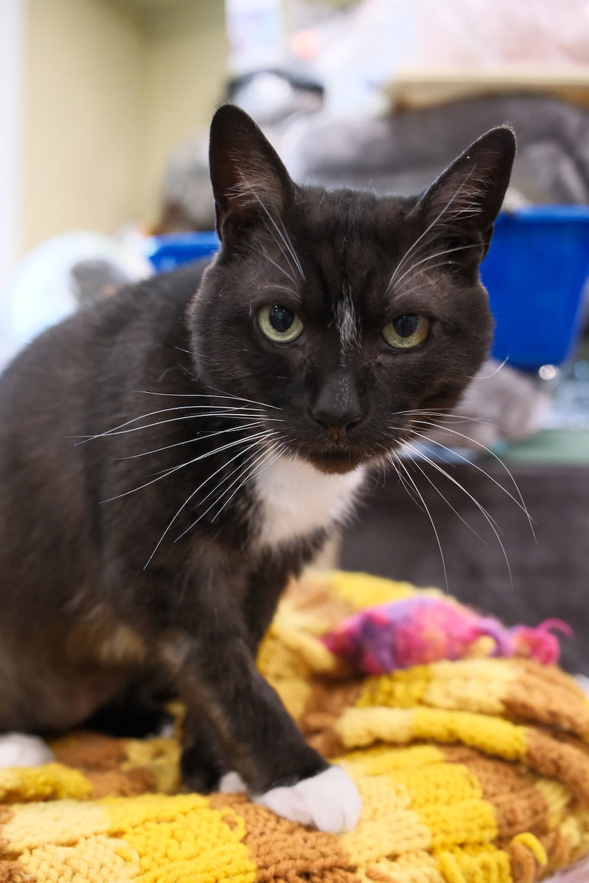 Hobo - Sponsored by Stephan S., an adoptable Domestic Short Hair in Markham, ON, L3R 9A8 | Photo Image 1