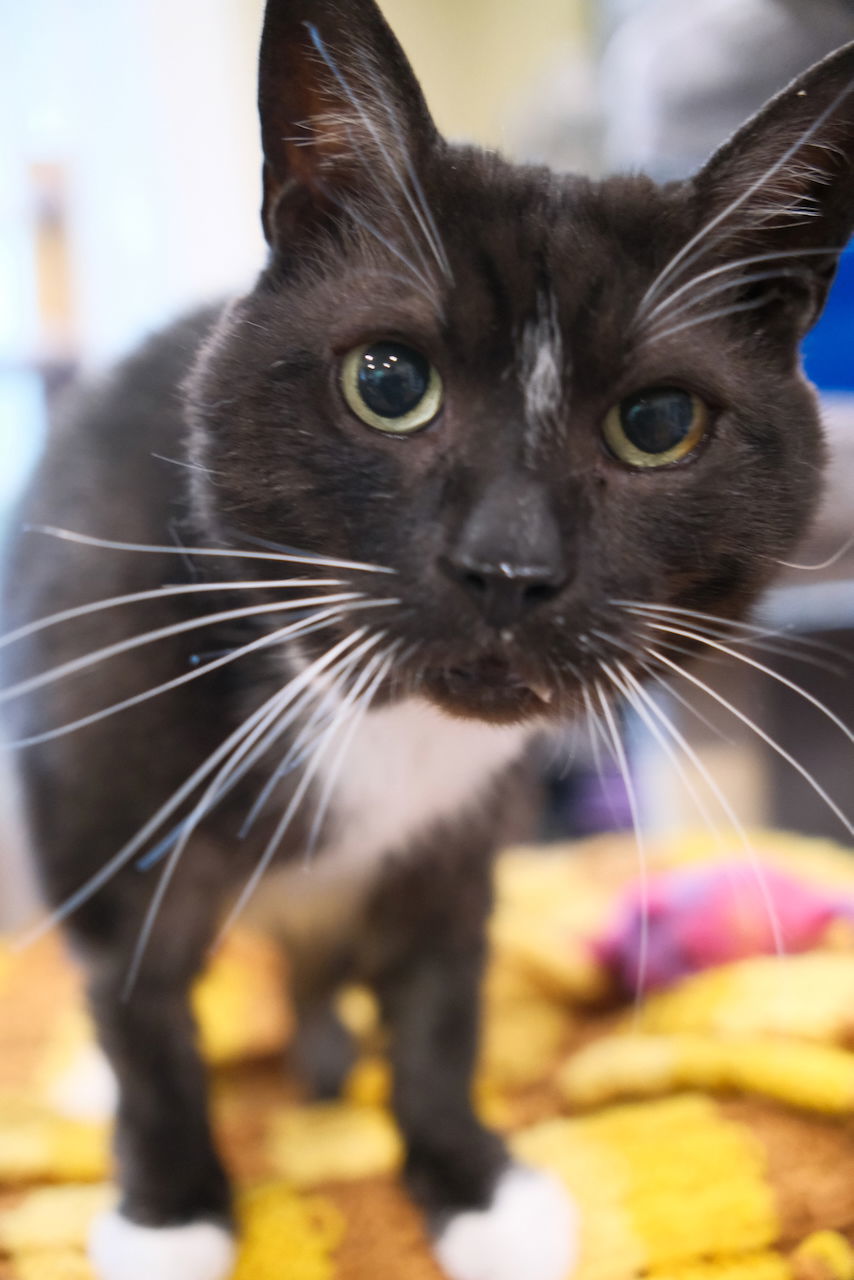 Hobo - Sponsored by Stephan S., an adoptable Domestic Short Hair in Markham, ON, L3R 9A8 | Photo Image 3