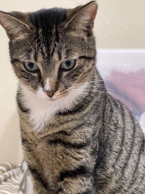 Jerry, Young Male Domestic Short Hair