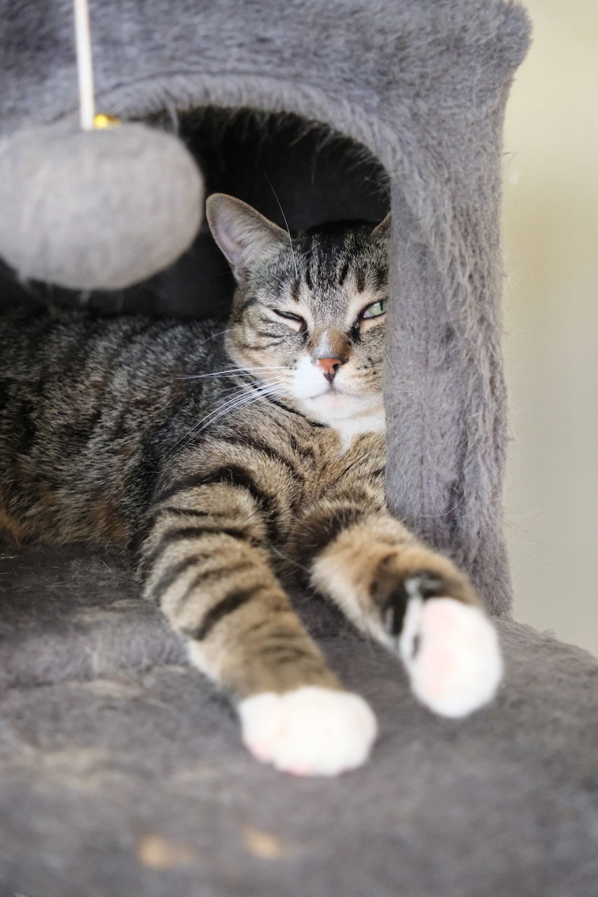 Jerry, an adoptable Domestic Short Hair in Markham, ON, L3R 9A8 | Photo Image 2