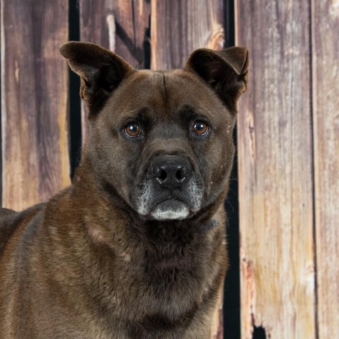 Deacon, an adoptable Black Labrador Retriever, Black Mouth Cur in Newport, TN, 37821 | Photo Image 1