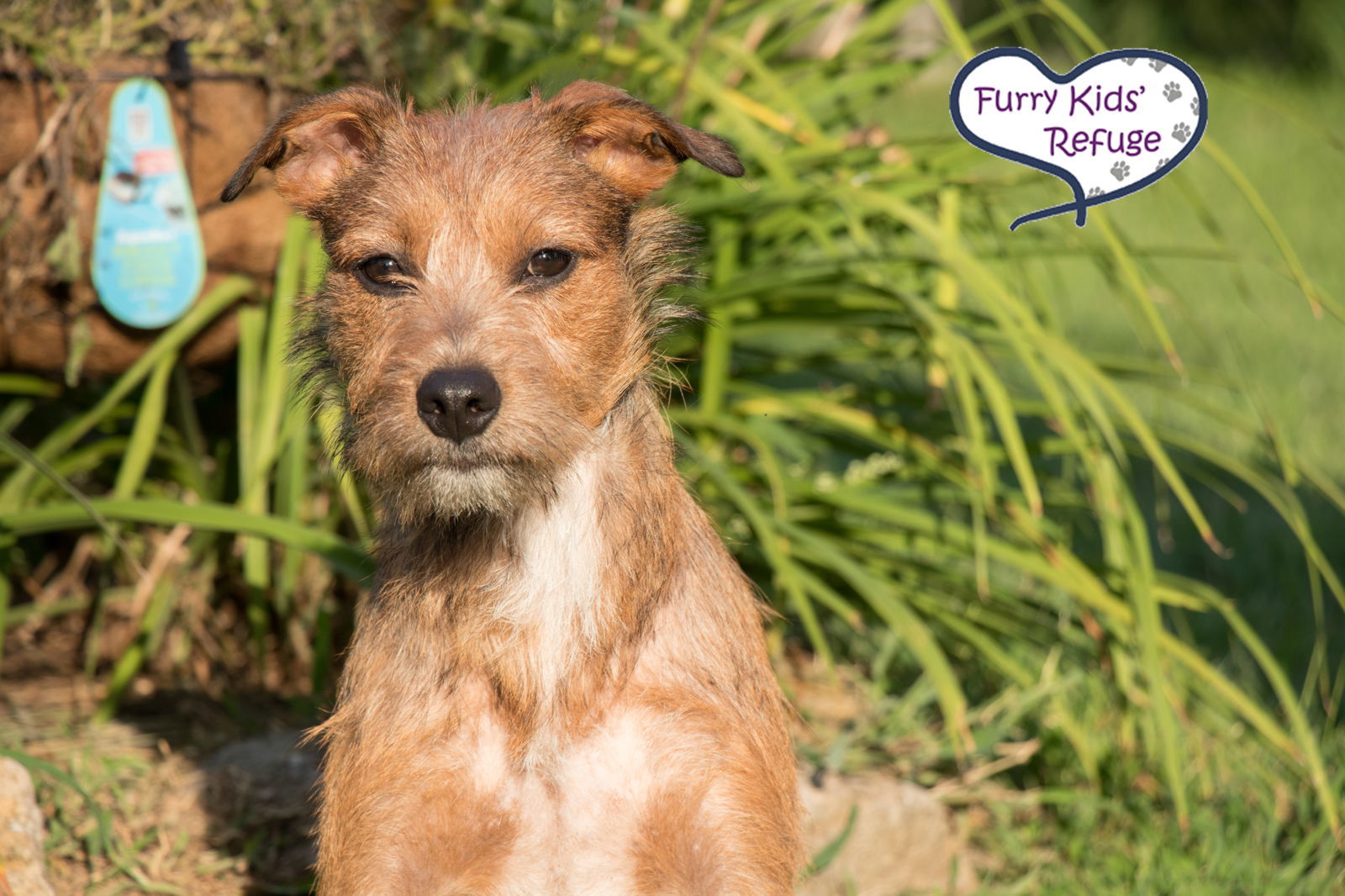 Woody Jr., an adoptable Terrier in Kansas City, MO, 64133 | Photo Image 1