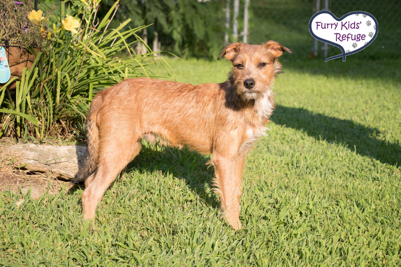 Woody Jr., an adoptable Terrier in Kansas City, MO, 64133 | Photo Image 2