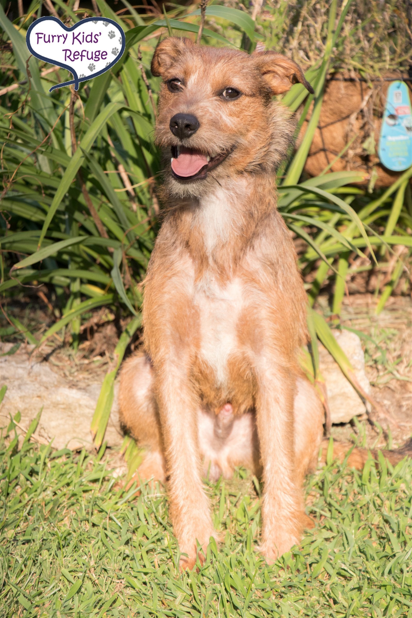Woody Jr., an adoptable Terrier in Kansas City, MO, 64133 | Photo Image 3