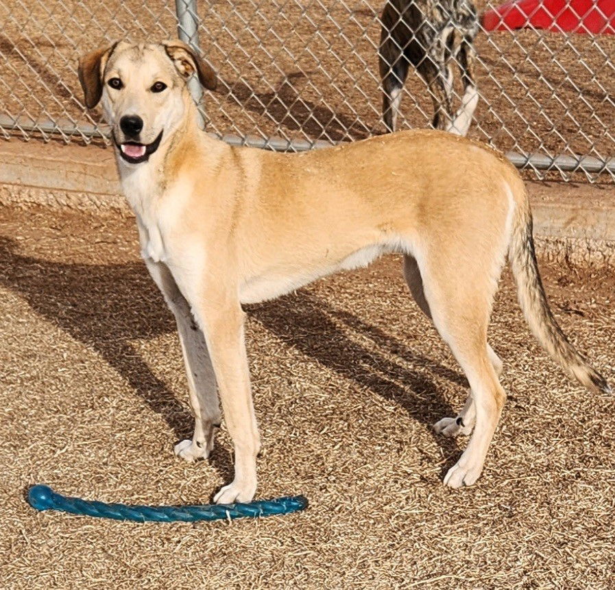 Bobby, an adoptable Catahoula Leopard Dog, Great Pyrenees in Clinton, OK, 73601 | Photo Image 1