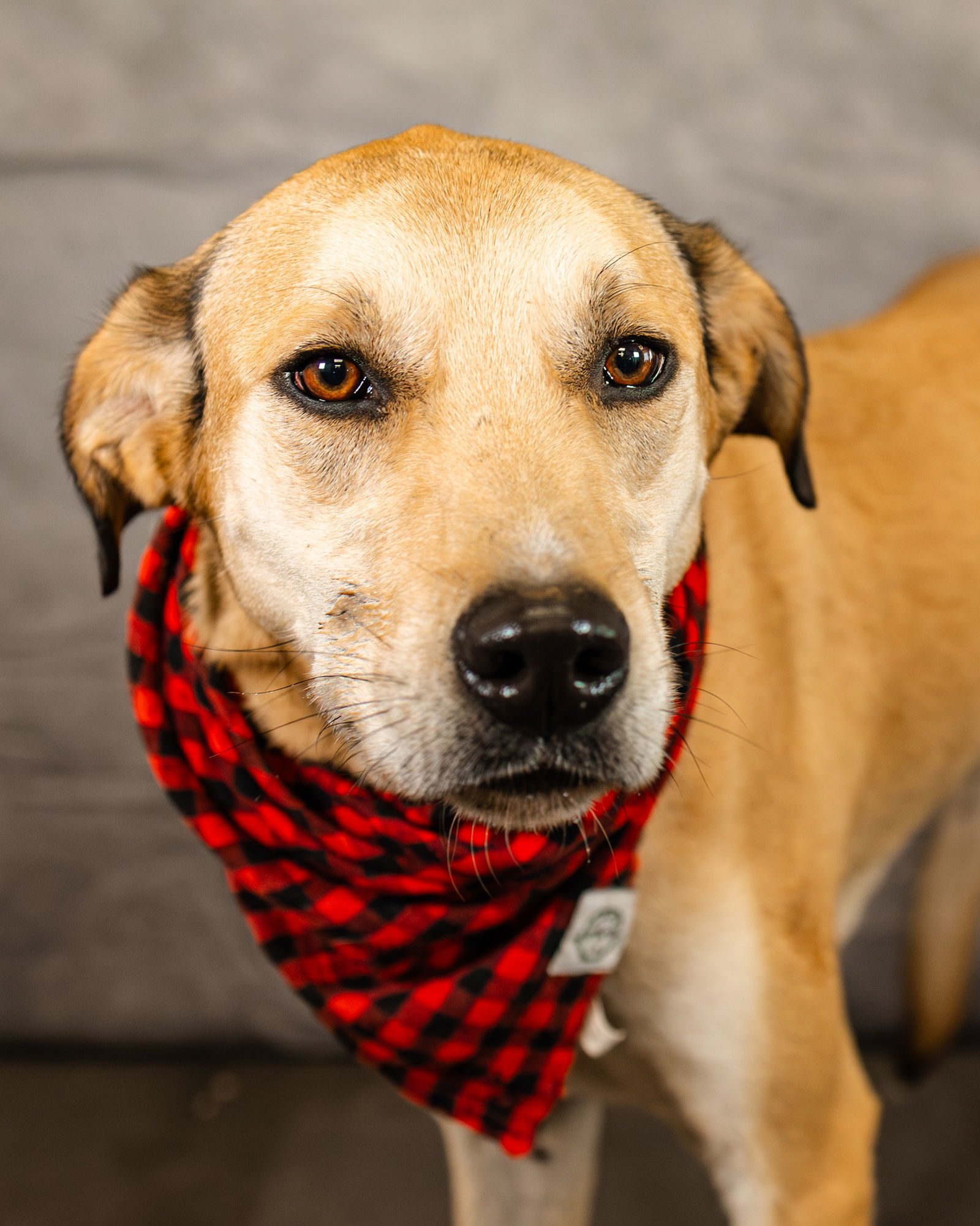 Bobby, an adoptable Catahoula Leopard Dog, Great Pyrenees in Clinton, OK, 73601 | Photo Image 1