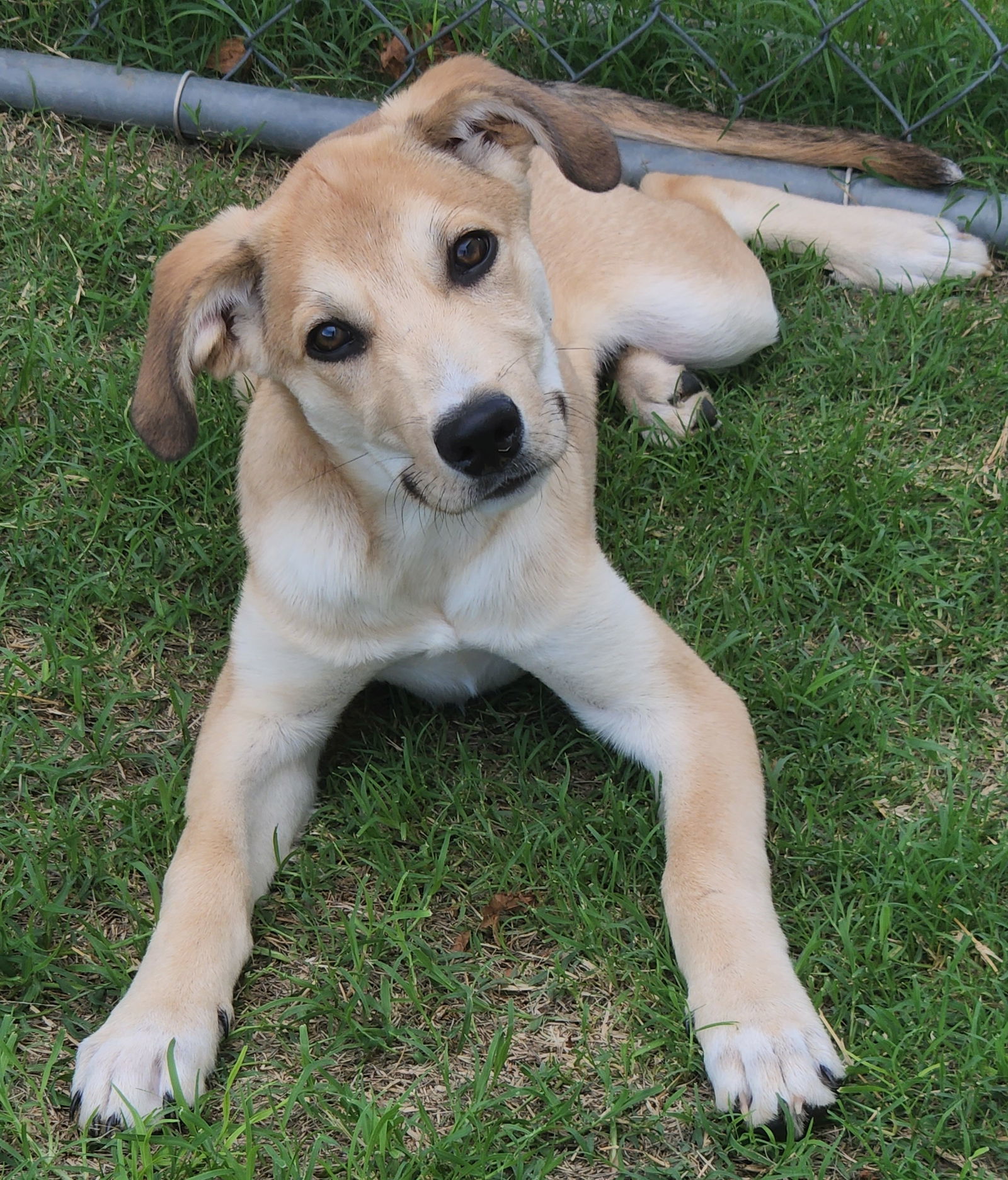 Bobby, an adoptable Catahoula Leopard Dog, Great Pyrenees in Clinton, OK, 73601 | Photo Image 2