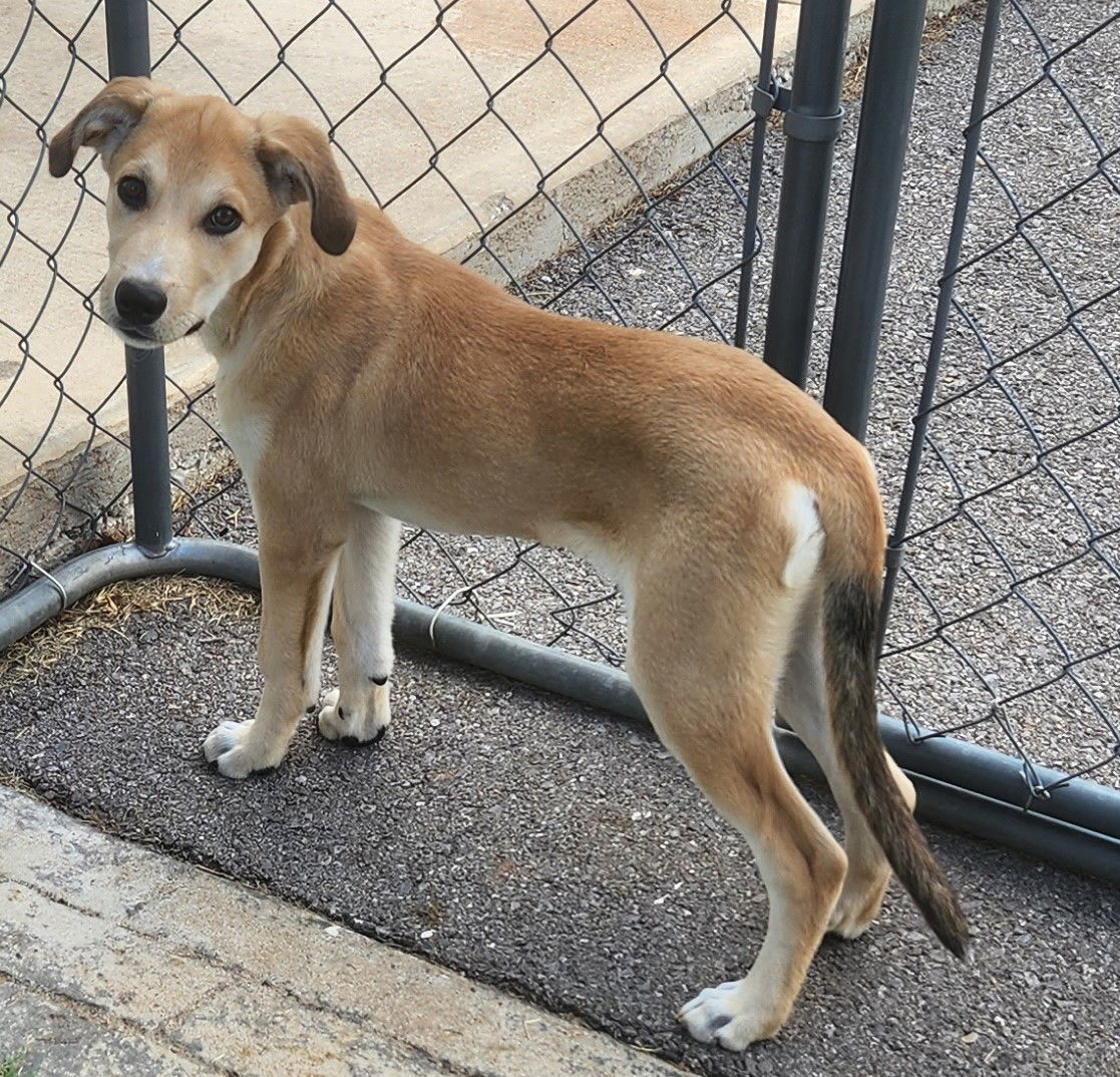 Bobby, an adoptable Catahoula Leopard Dog, Great Pyrenees in Clinton, OK, 73601 | Photo Image 3