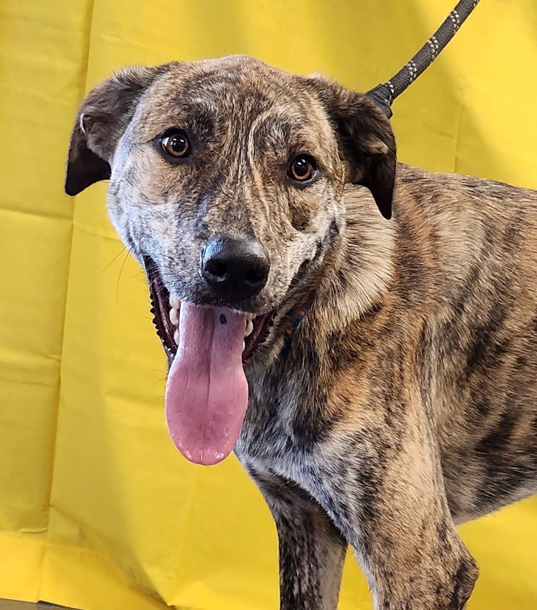 Baxter, an adoptable Catahoula Leopard Dog, Great Pyrenees in Clinton, OK, 73601 | Photo Image 1