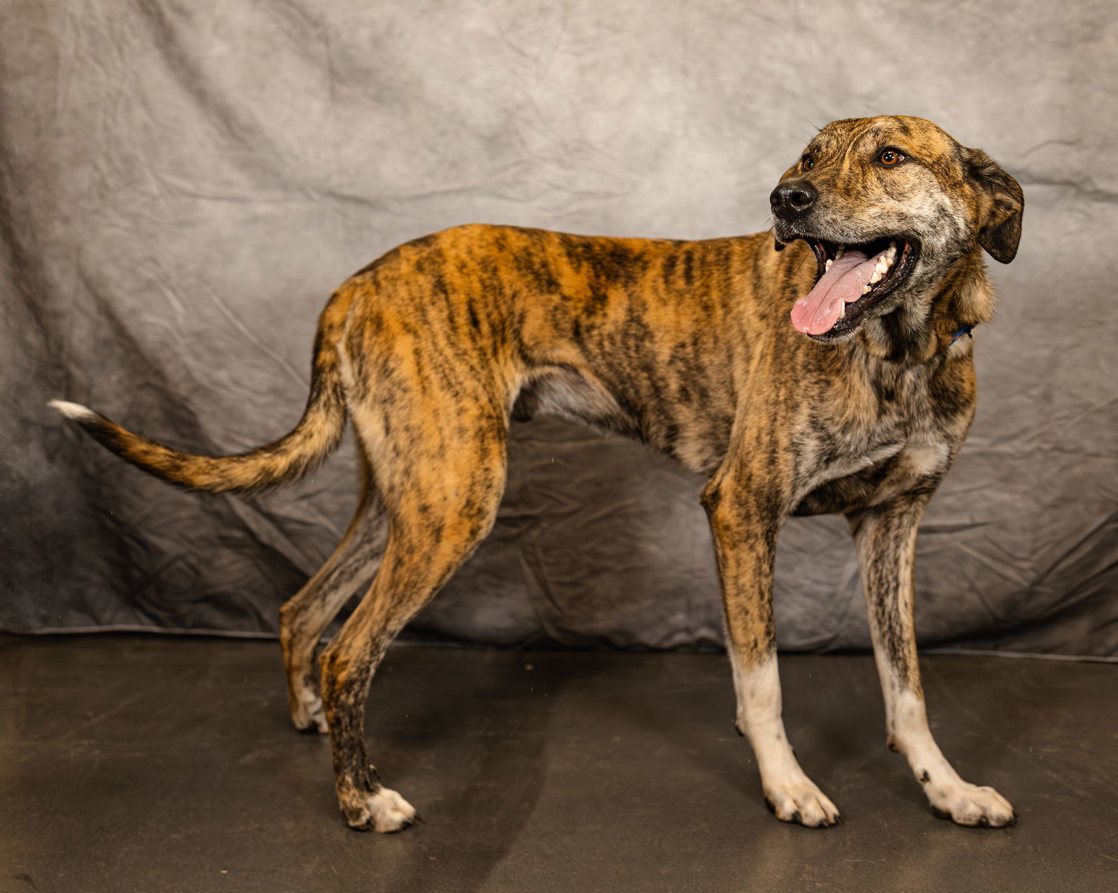 Baxter, an adoptable Catahoula Leopard Dog, Great Pyrenees in Clinton, OK, 73601 | Photo Image 1