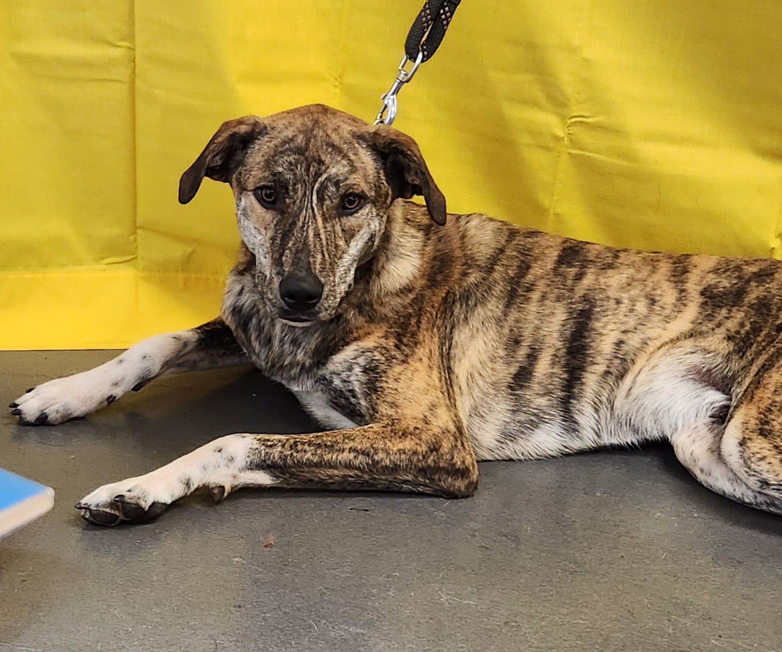 Baxter, an adoptable Catahoula Leopard Dog, Great Pyrenees in Clinton, OK, 73601 | Photo Image 2