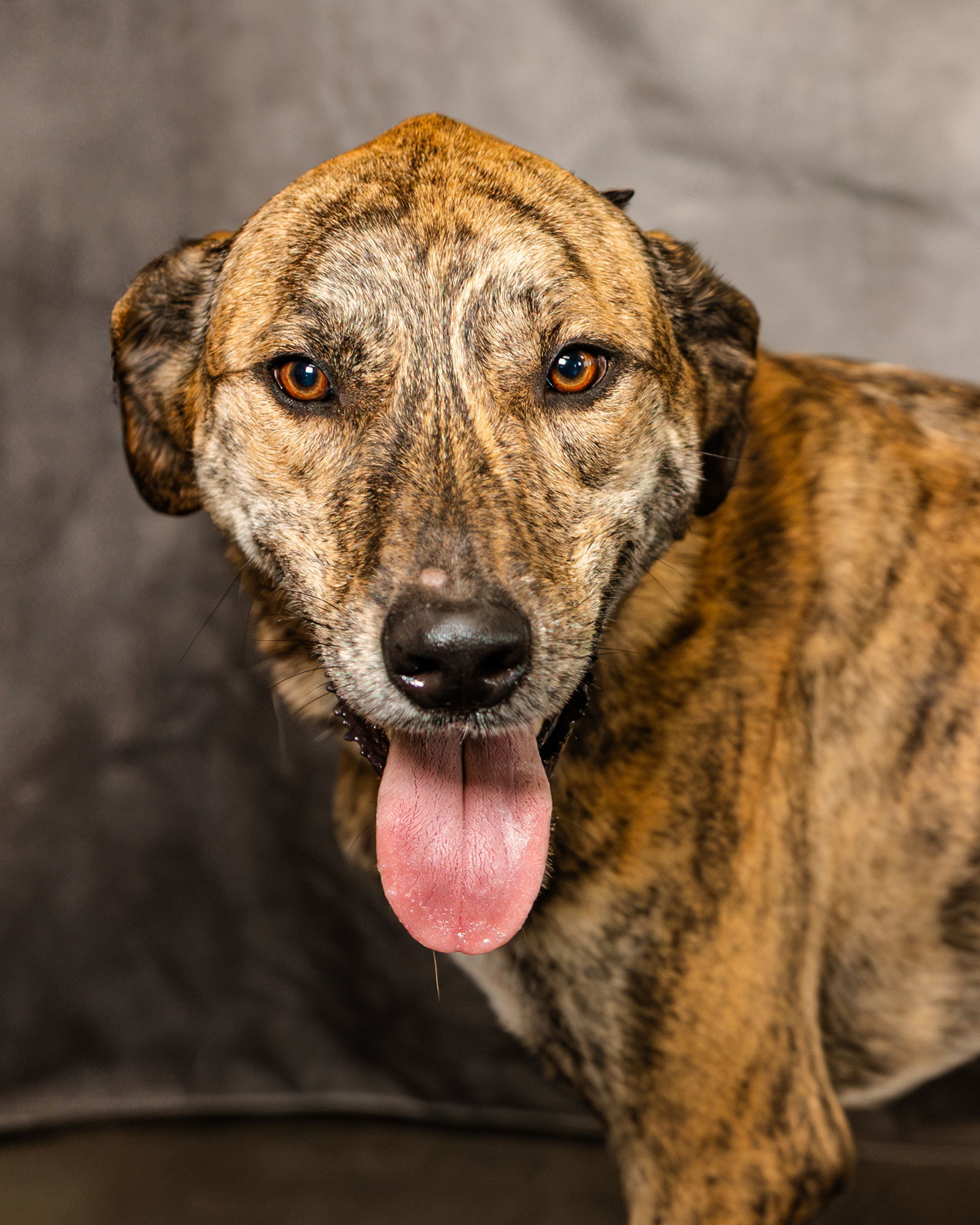 Baxter, an adoptable Catahoula Leopard Dog, Great Pyrenees in Clinton, OK, 73601 | Photo Image 2