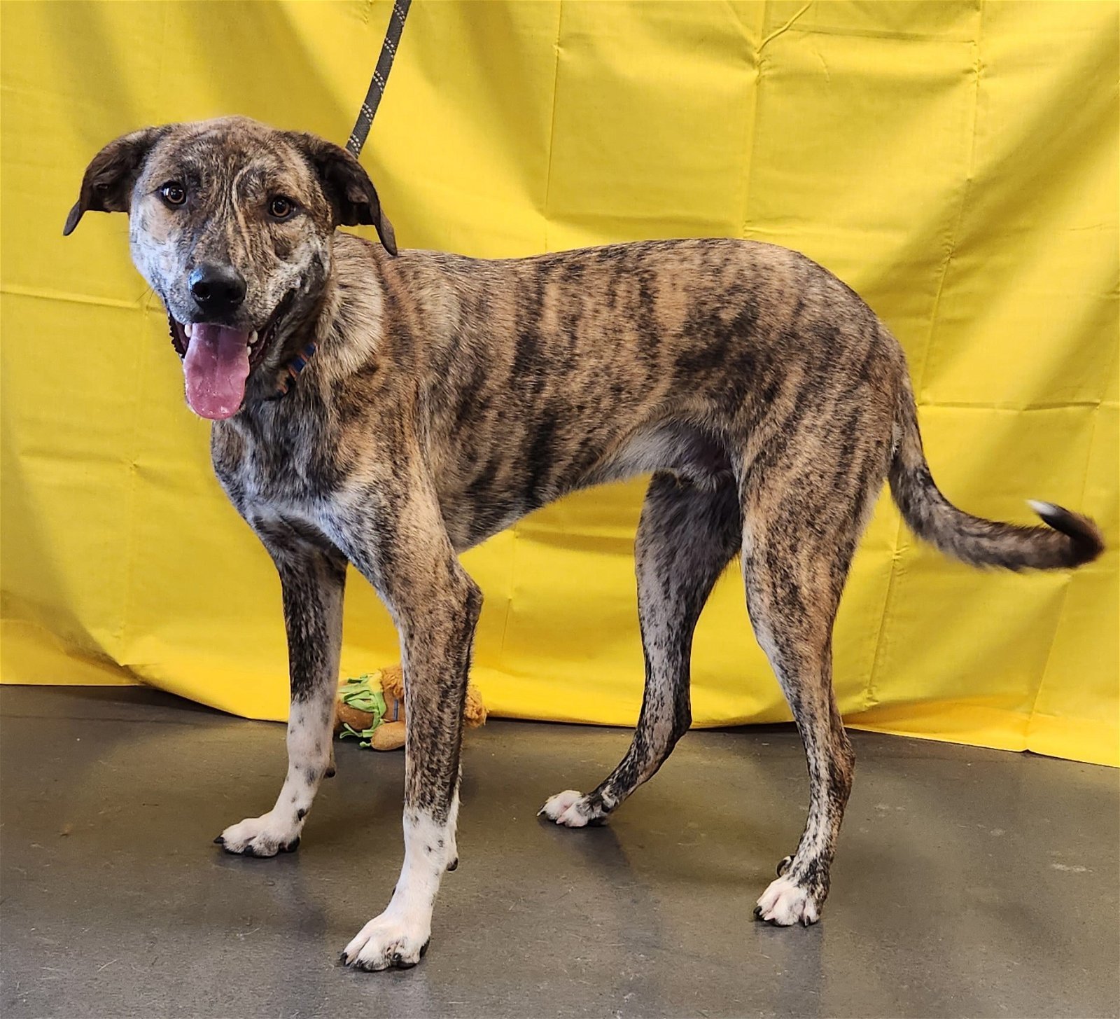Baxter, an adoptable Catahoula Leopard Dog, Great Pyrenees in Clinton, OK, 73601 | Photo Image 3