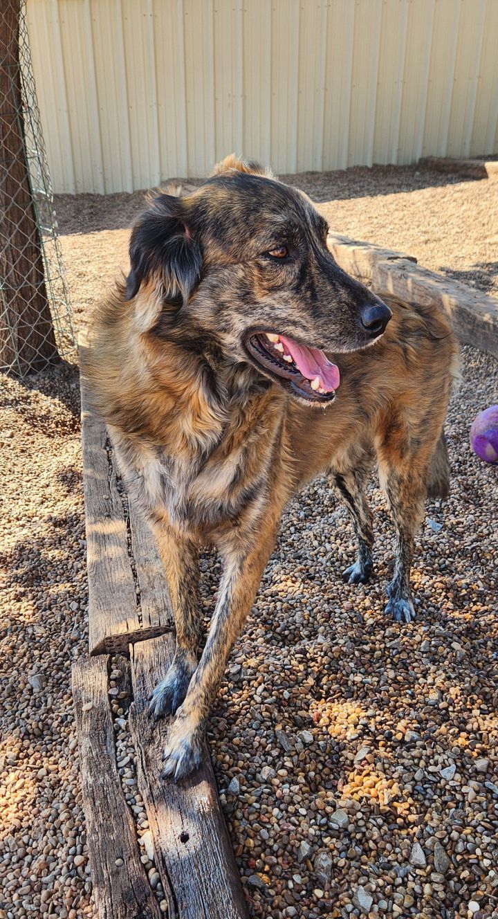 Great pyrenees store and catahoula mix