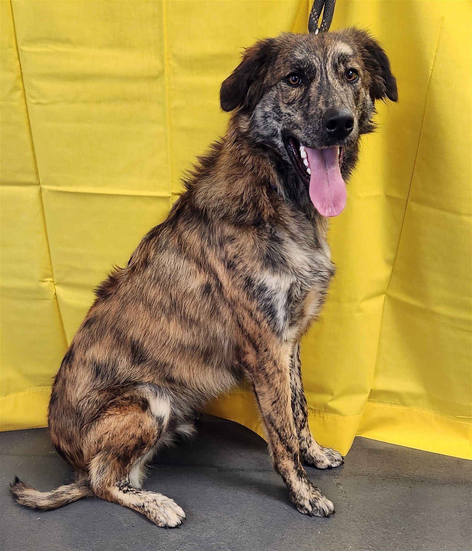 Buzzy, an adoptable Catahoula Leopard Dog, Great Pyrenees in Clinton, OK, 73601 | Photo Image 1